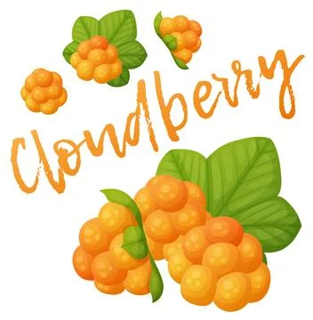 Cloudberry vector icon isolated on white background, cartoon forest berry Stock Illustration
