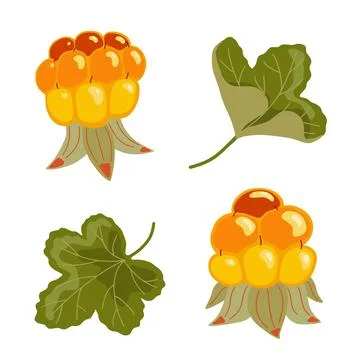 Cloudberry vector illustration. Yellow orange berry and leaves. Northern fruit Stock Illustration