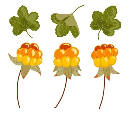 Cloudberry vector set. Yellow orange berry with leaves. Scandinavian fruit Stock Illustration
