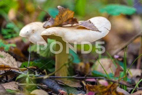 Clouded agaric (Clitocybe nebularis) edible mushroom among fallen leaves in Stock Photos