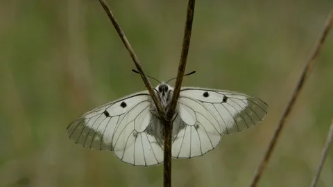 Clouded apollo 1 Parnassius mnemosyne wings open Stock-Footage 120213824