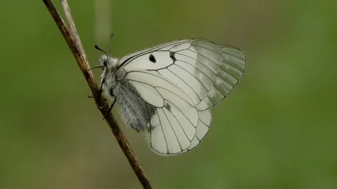 Clouded apollo 3 Parnassius mnemosyne resting on dead stem Stock-Footage 120213866