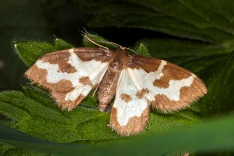 Clouded Border moth (Lomaspilis marginata) 库存照片