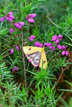 Clouded Buff Moth Stock Photos