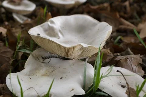 Clouded Funnel Mushroom Stock Photos