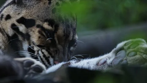 Clouded leopard cleaning its paw in captivity Stock Footage 307680981