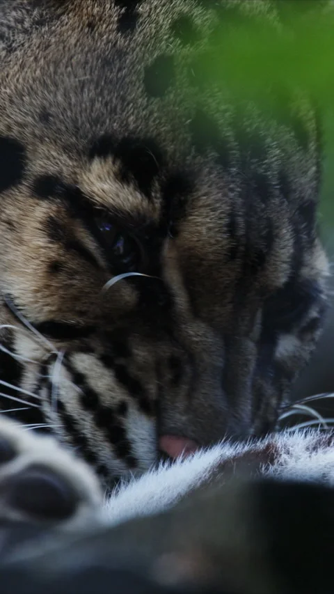 Clouded leopard cleaning its paw in captivity Stock Footage 327649540