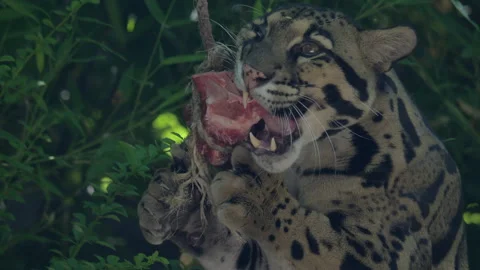 Clouded Leopard eating meat Neofelis nebulosa in forest jungle Stock Footage