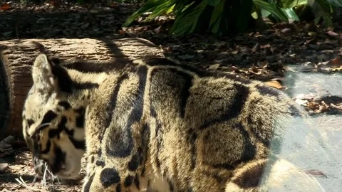 Clouded leopard Stock Footage 81686745