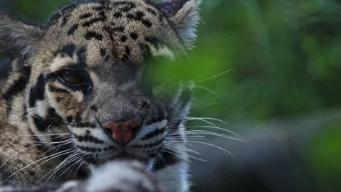 Clouded leopard looking at camera, sticking out tongue Stock Footage 307681354