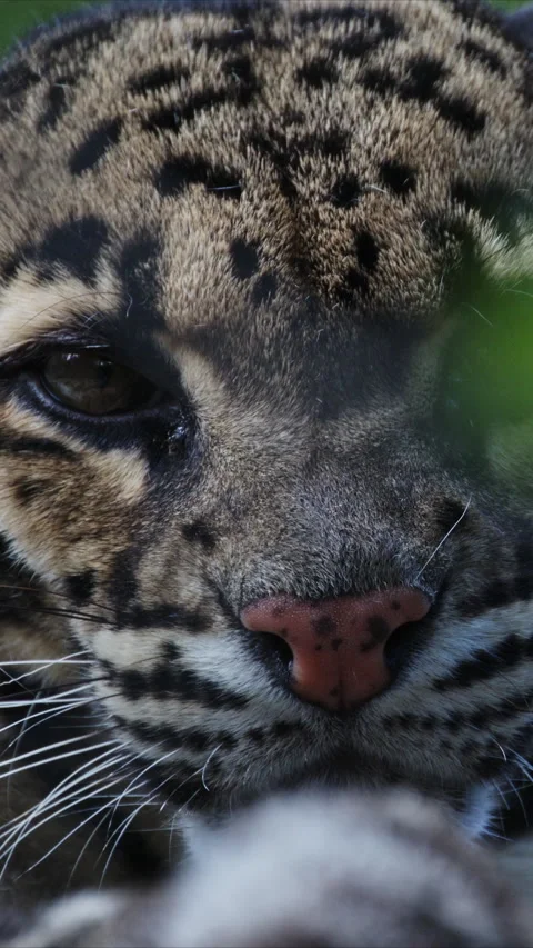 Clouded leopard looking at camera, sticking out tongue Stock Footage 327649611