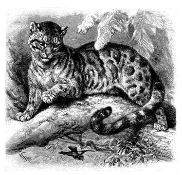 Clouded leopard Neofelis nebulosa a big cat of south eastern Asia digitally Stock Illustration