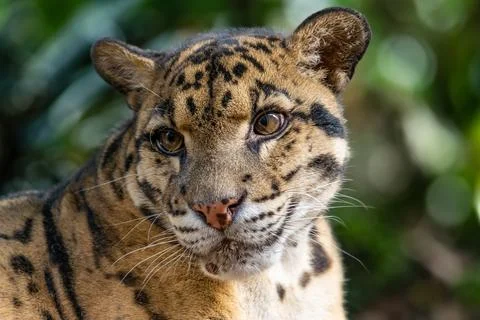A clouded leopard, Neofelis nebulosa Foto stock