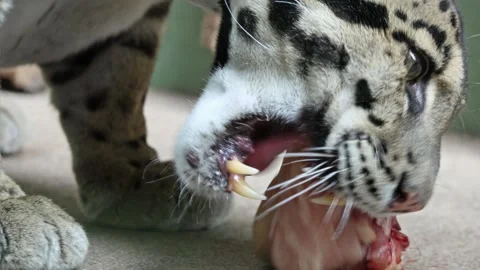 A clouded leopard, Neofelis nebulosaA clouded leopard, Neofelis nebulosa, n.. Stock Footage 265129844