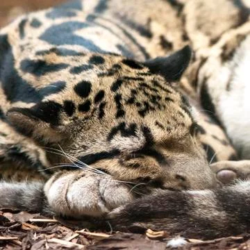 Clouded leopard Stock Photos