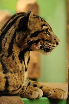 Clouded leopard. Stock Photos