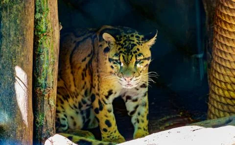 Clouded Leopard Stock Photos
