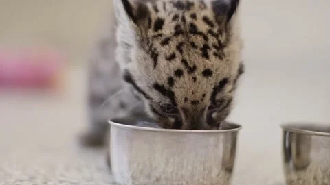 Clouded Leopard Playtime Stock Footage 170732465