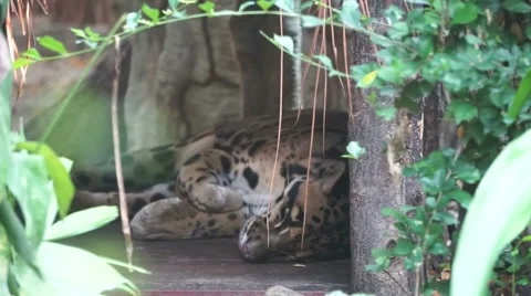 Clouded Leopard sleeping in shelter Stock Footage 66586282