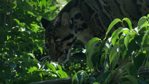 Clouded Leopard slow motion miau Neofelis nebulosa in forest jungle Stock Footage