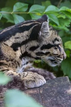 Clouded leopard with spotted fur and white whiskers looking right, resting .. 写真素材
