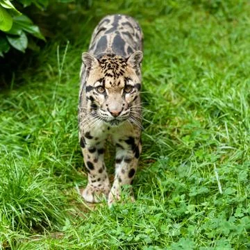 Clouded leopard standing on grass Stock Photos