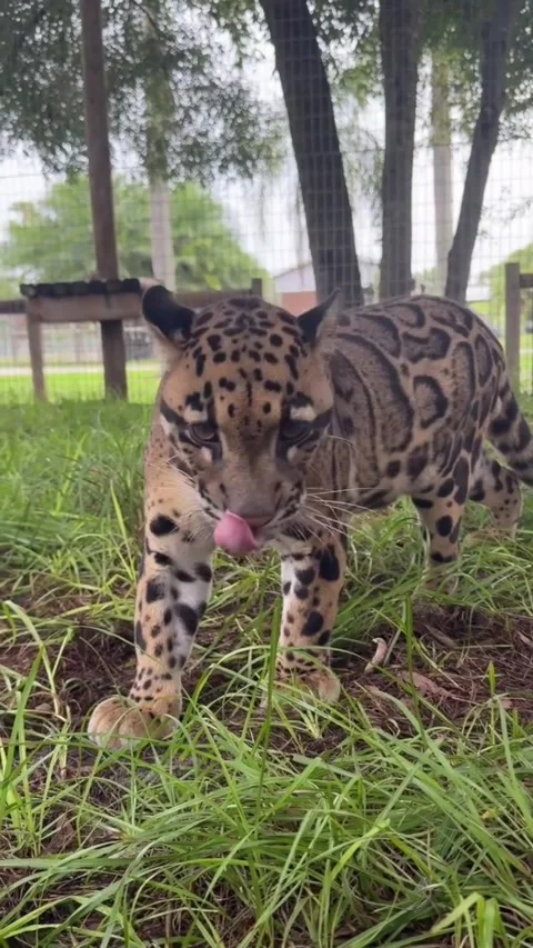Clouded leopard standing in an outdoor enclosure Vidéo 334269595