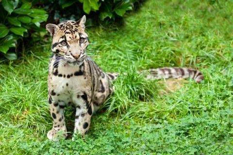 Clouded leopard stitting on grass pensive Stock Photos