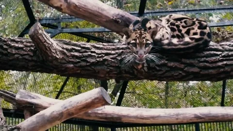 Clouded leopard on a tree, wild cats, animals and nature Stock Footage 233528383