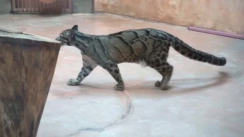 Clouded Leopard walking in the cage in zoo Vidéo 110787359