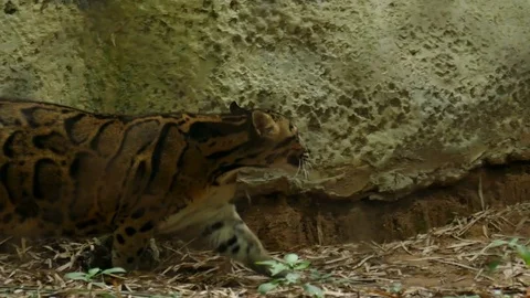 Clouded leopard walking. Neofelis Nebulosa Stock Footage 84934118