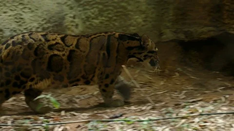 Clouded leopard walking. Neofelis Nebulosa Stock Footage 84936927
