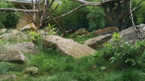 Clouded leopard walks between rocks Stock Footage 163372039