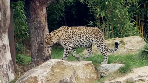 Clouded leopard walks on the rocks. Stock Footage 163363418