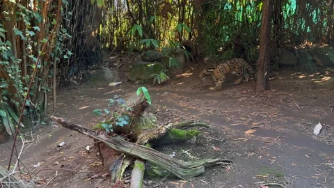 Clouded leopard wild cat walking in forest Stock Footage 236547144