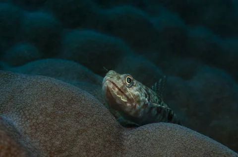 Clouded lizardfish on a coral Stock Photos