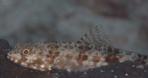 Clouded Lizardfish (Saurida nebulosa) on the sand in Raja Ampat Indonesia. Video stock 108935201
