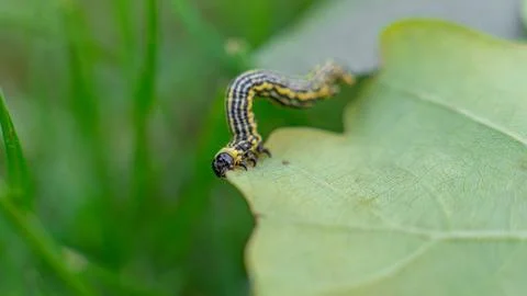 Clouded magpie moth (Abraxas sylvata) caterpillar on a leaf Stock Photos