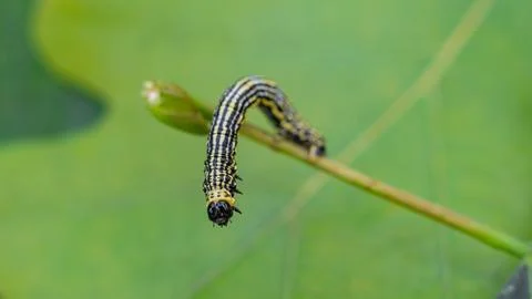 Clouded magpie moth (Abraxas sylvata) caterpillar Stock Photos