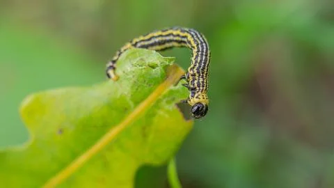 Clouded magpie moth (Abraxas sylvata) caterpillar on a leaf Stock Photos