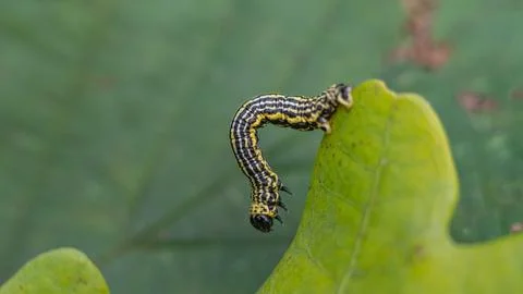 Clouded magpie moth (Abraxas sylvata) caterpillar Stock Photos