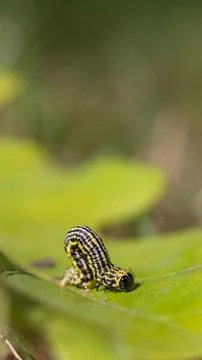 Clouded magpie moth (Abraxas sylvata) caterpillar Stock Photos