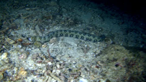Clouded moray eel swimming over rubble Stock Footage 112475724