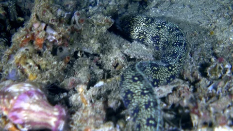 Clouded moray eel swimming over rubble, white-spotted hermit crab nearby Stock Footage 112475816