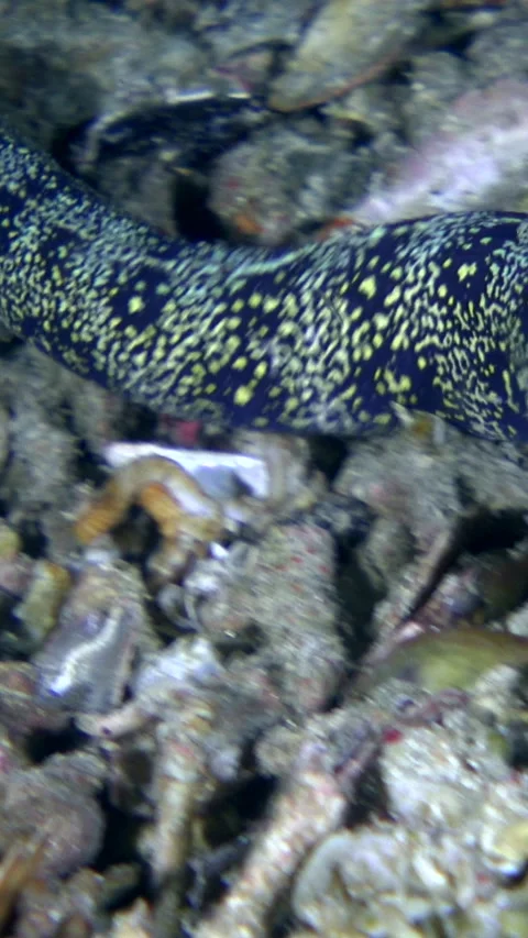 Clouded moray eel swimming over rubble and white-spotted hermit crab nearby Stock Footage 228833247