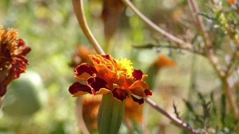 Clouded yellow butterfly (Colias) taking off from orange marigold flower Stock Footage 341502210