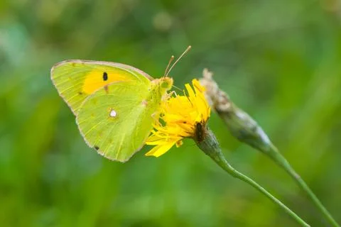 Clouded Yellow Butterfly Stock Photos