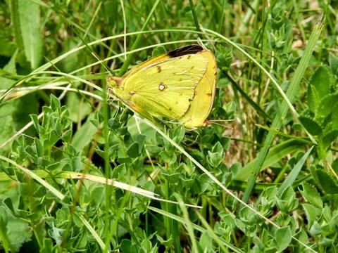 Clouded Yellow Butterfly Stock Photos