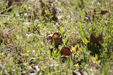 Clouded Yellow Butterfly Stock Photos