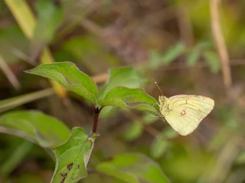 A Clouded Yellow Butterfly Resting on a Leaf Stock Photos